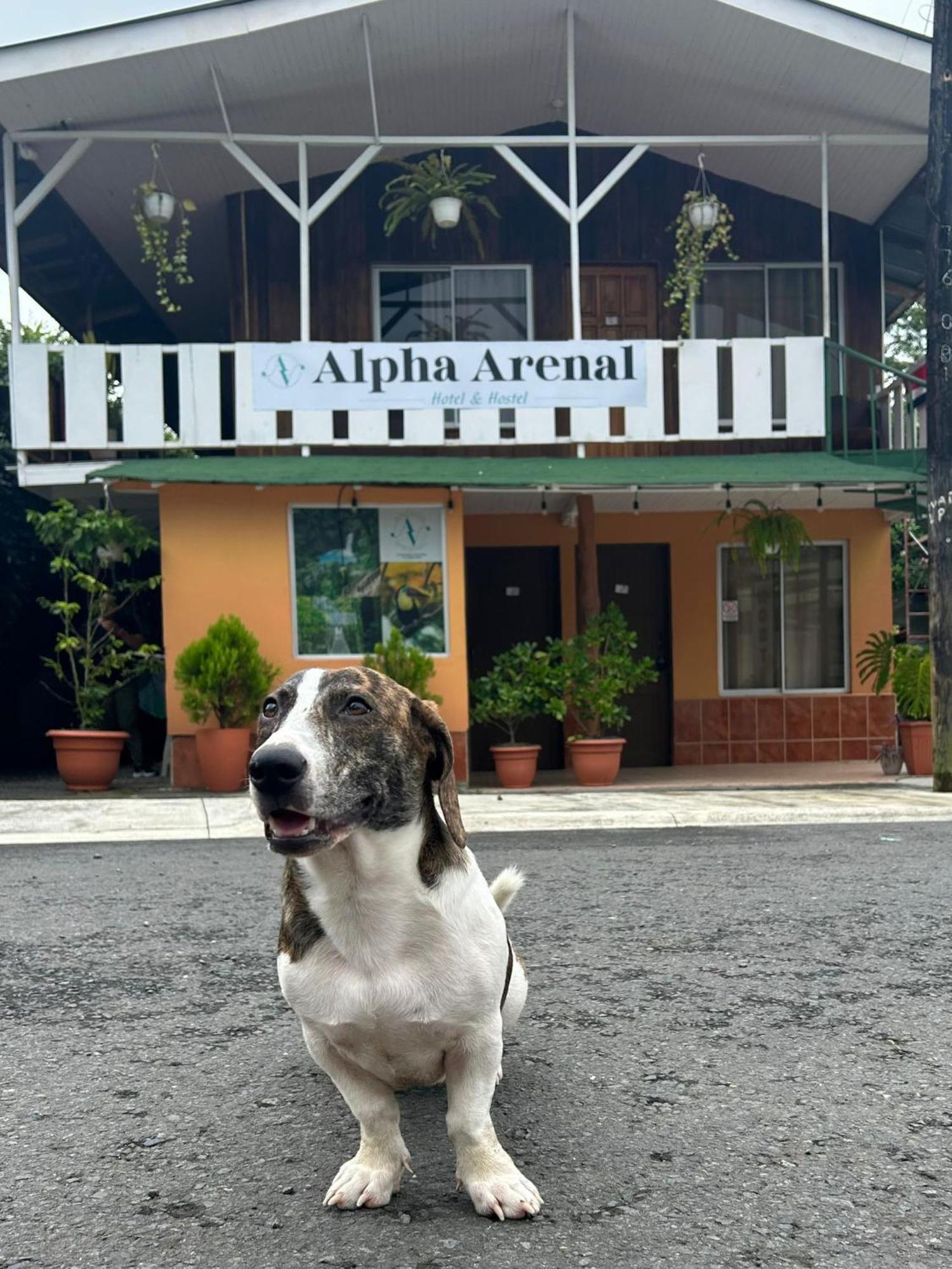 Alpha Arenal Hostel La Fortuna Luaran gambar